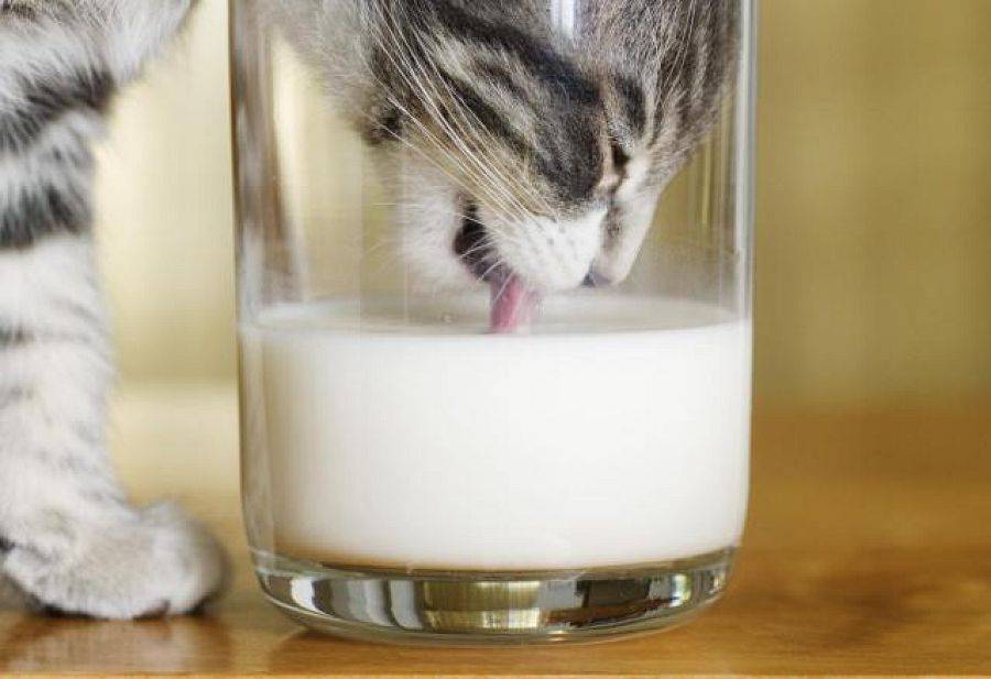 Можно ли кошкам давать молоко? - kotiko.ru