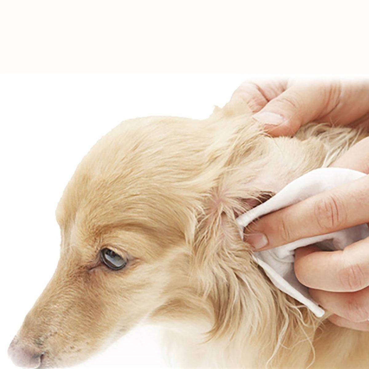Как правильно чистить уши собаке: советы владельцам