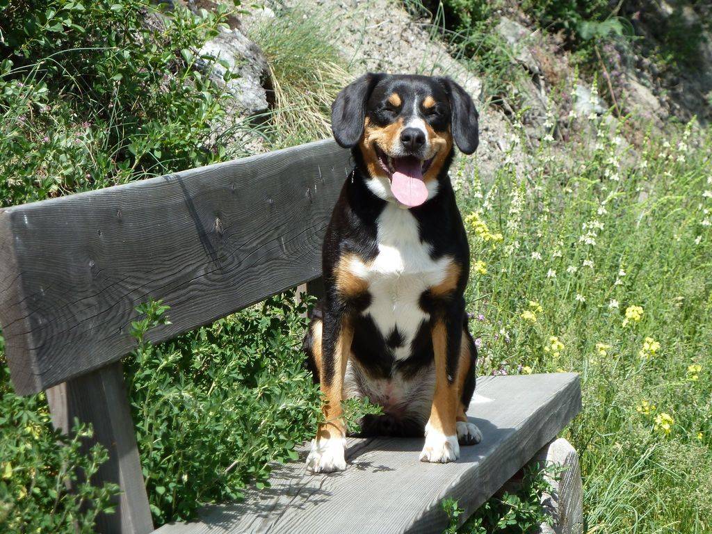 Бернский зенненхунд — фото собак, описание породы, характеристика, цена щенка, отзывы