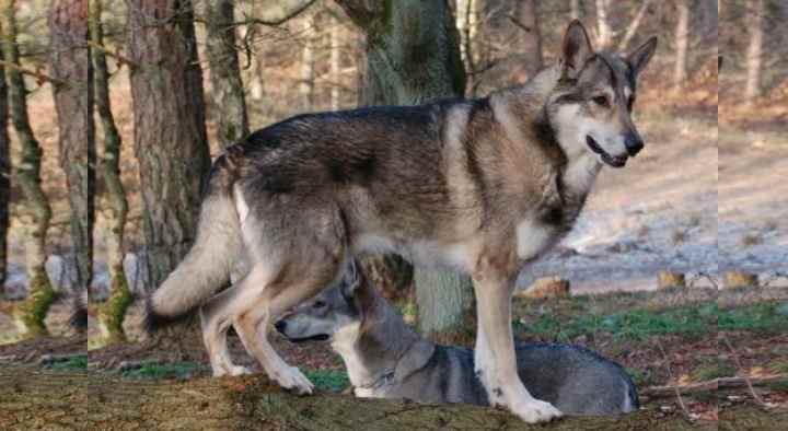 Волкособы (57 фото): что представляет собой гибрид волка и собаки? описание породы, название помеси щенков канадского черного волка с аляскинским маламутом
