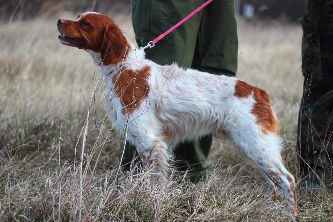 Описание бретонского эпаньоля с фото: внешний вид и характер собаки, рекомендации по уходу