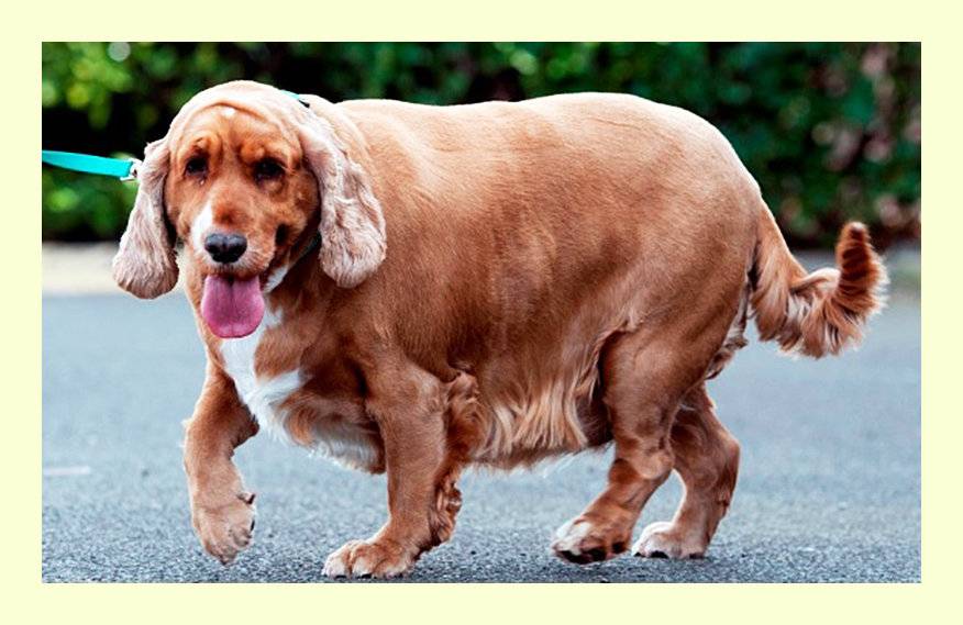 10 самых больших собак в мире: породы и цены за щенков
