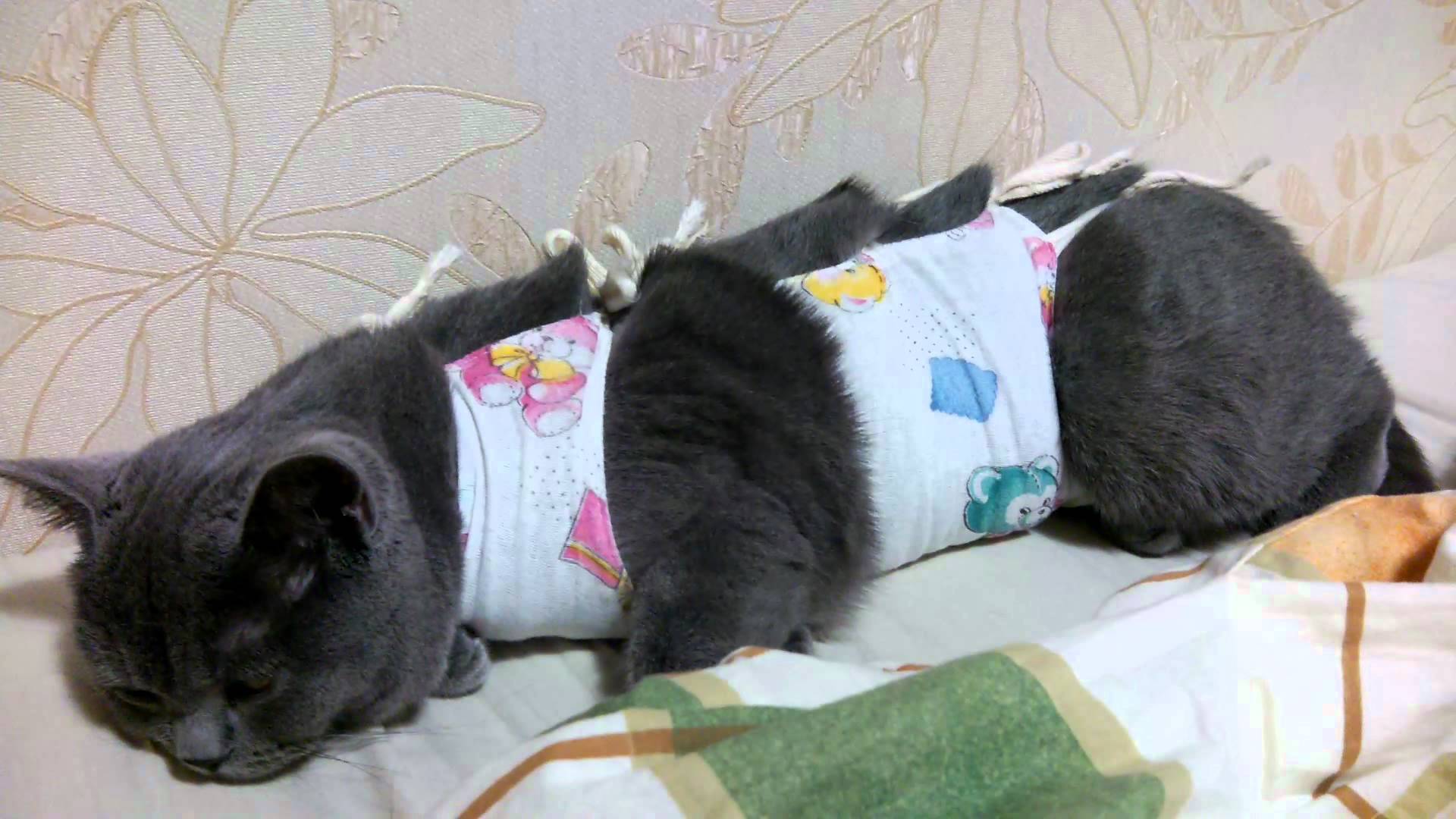 Кошка после стерилизации: уход в домашних условиях