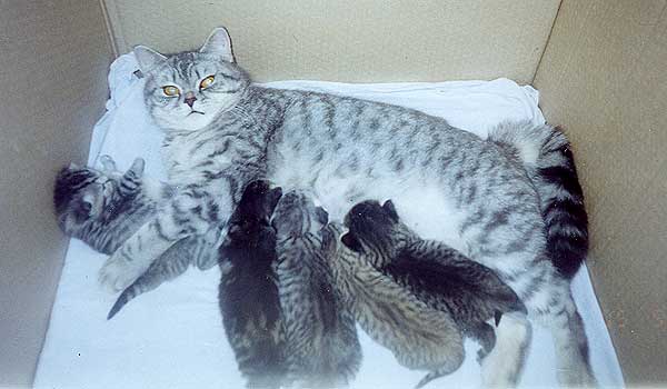 Беременность британской кошки - сколько длится и срок