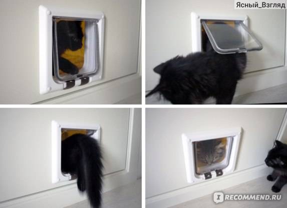 Обустройство двери для кошки в туалет