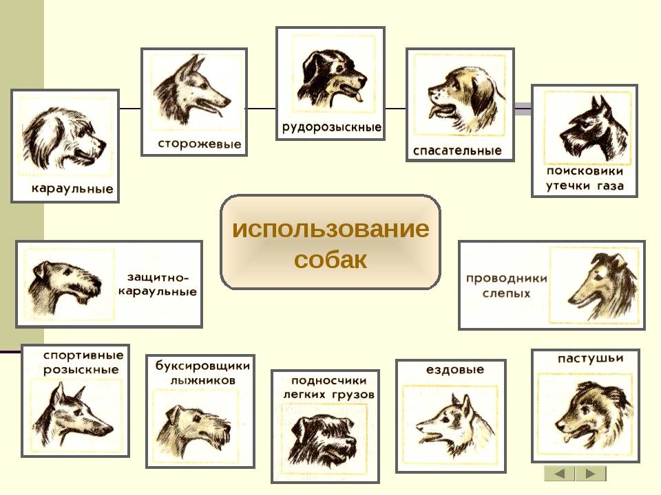 Классификация пород собак принятая в мкф (fci). группа 2