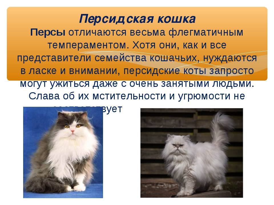 Персидская кошка — самая роскошная и требовательная порода