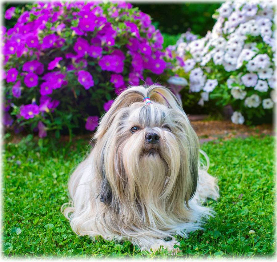 Описание породы ши-тцу: стандарты и характер собак, содержание и уход за ши-тцу, отзывы владельцев