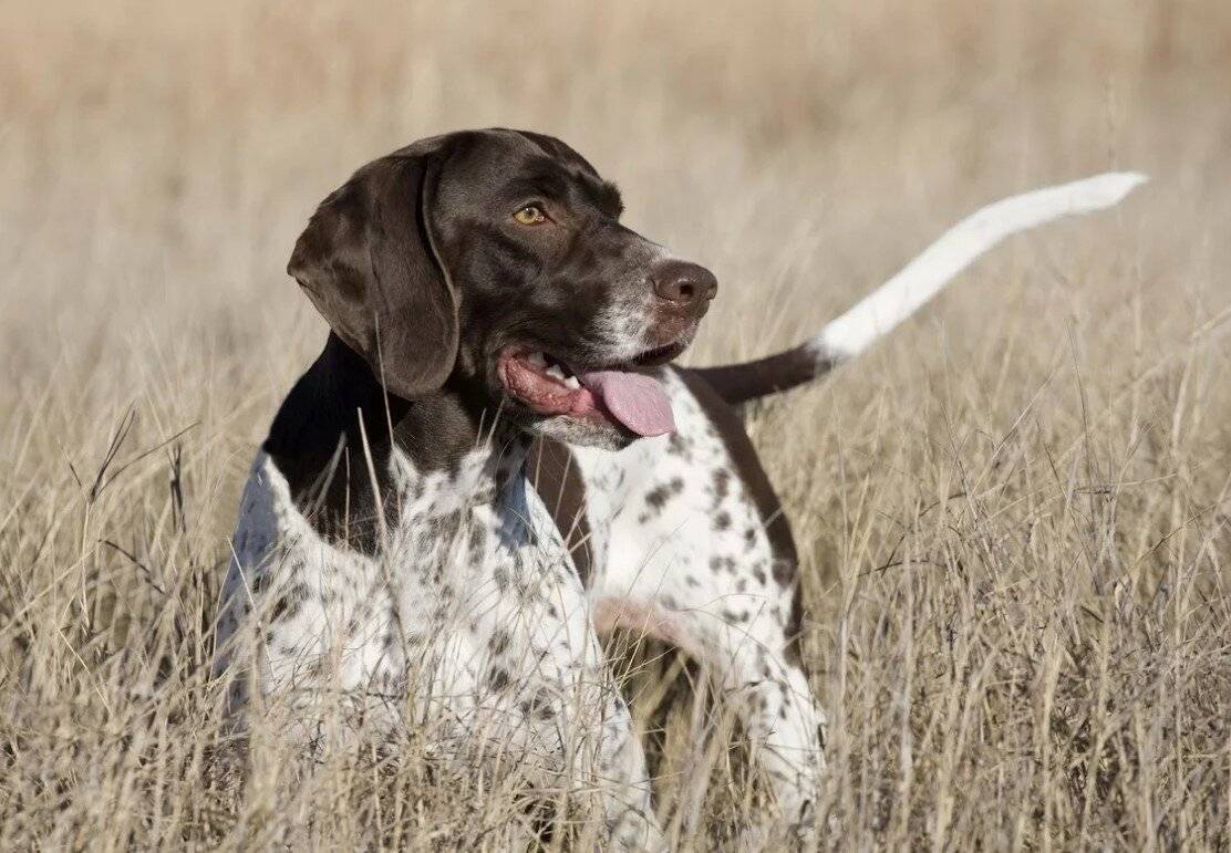 Охотничьи породы собак: топ 20 лучших псов для охоты