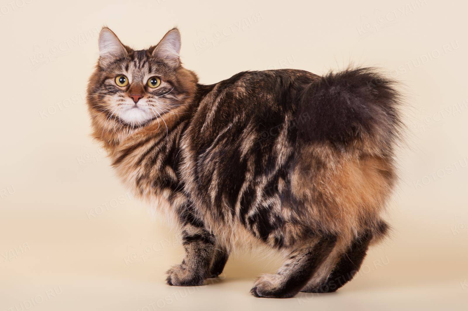 Кимрик: описание породы кошки, фото, характер, уход