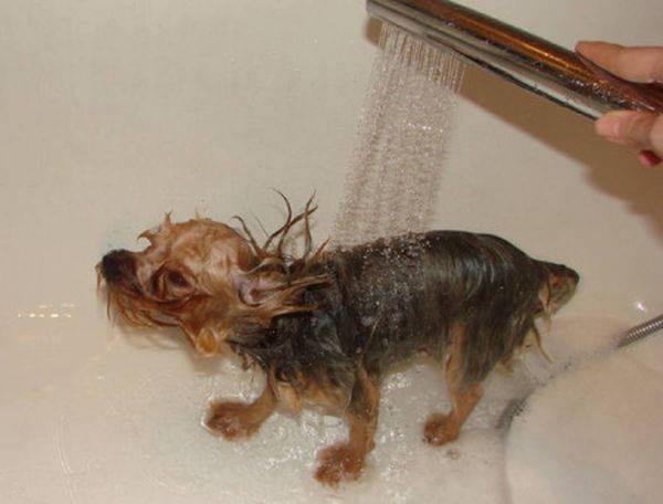 Как часто можно мыть собаку дома