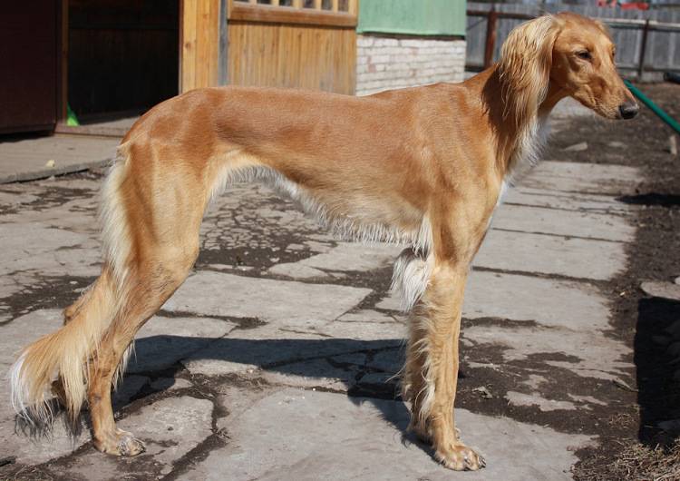 Афганская борзая собака: происхождение, типичные болезни, характер, уход | блог ветклиники "беланта"