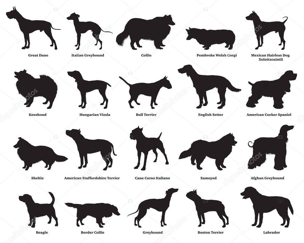 Все о том как узнать породу собаки: по внешнему виду, характеру и фото