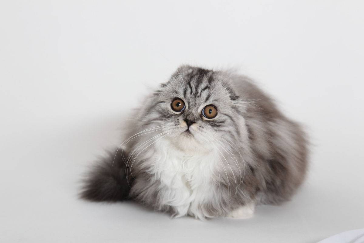 Хайленд фолд: фото кошки, цены, описание породы, характер, видео, питомники