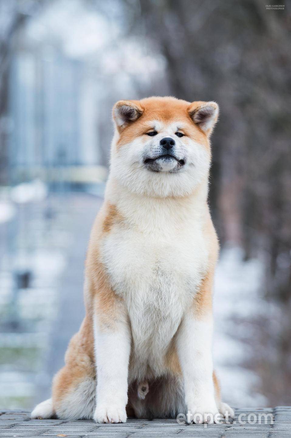 Японские собаки акито: описание породы, фото, цены на акита-ино