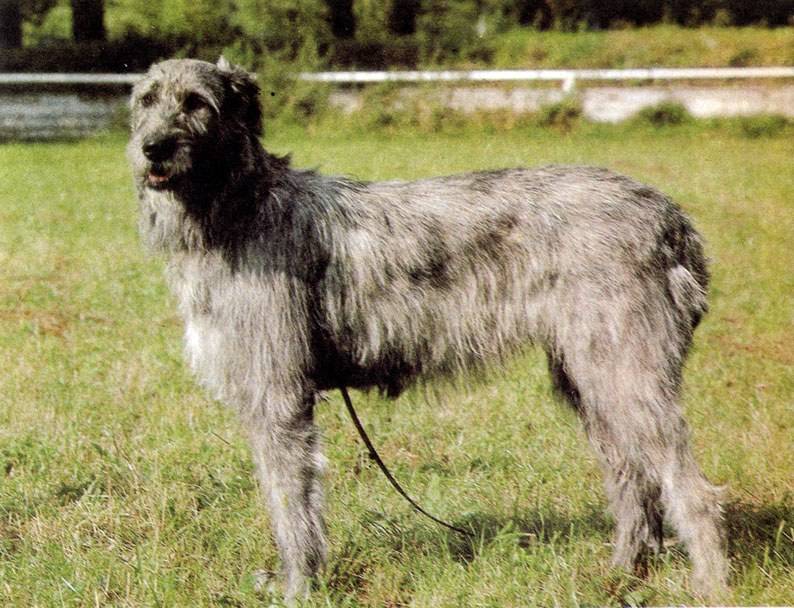 Волкодавы: все породы собак с фото и описанием, их характер и назначение