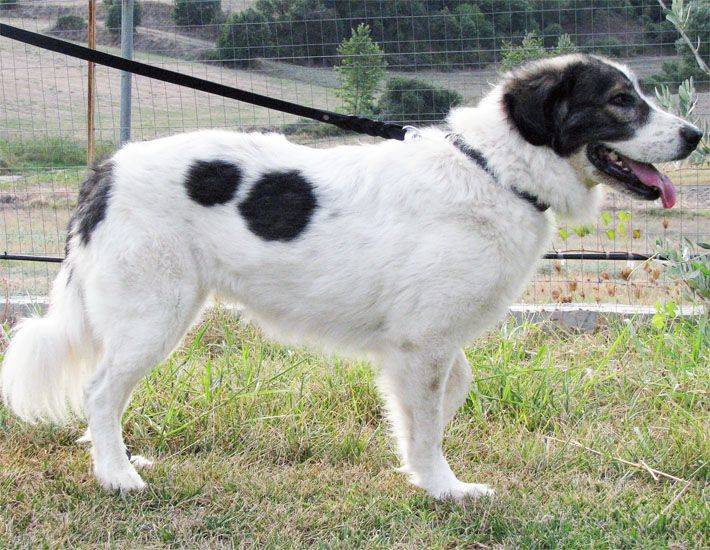 Крашская овчарка: описание породы собак с фото и видео