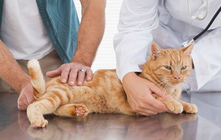 Гастрит у кошек: симптомы и признаки, лечение в клинике и в домашних условиях, виды, чем можно кормить?
