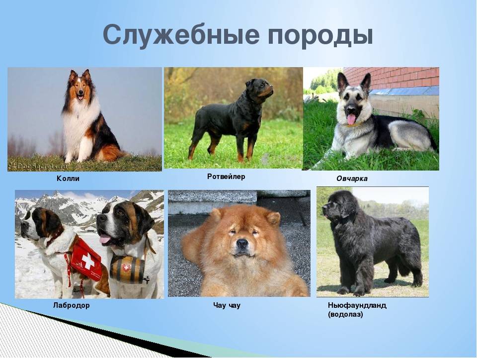 Служебные породы собак