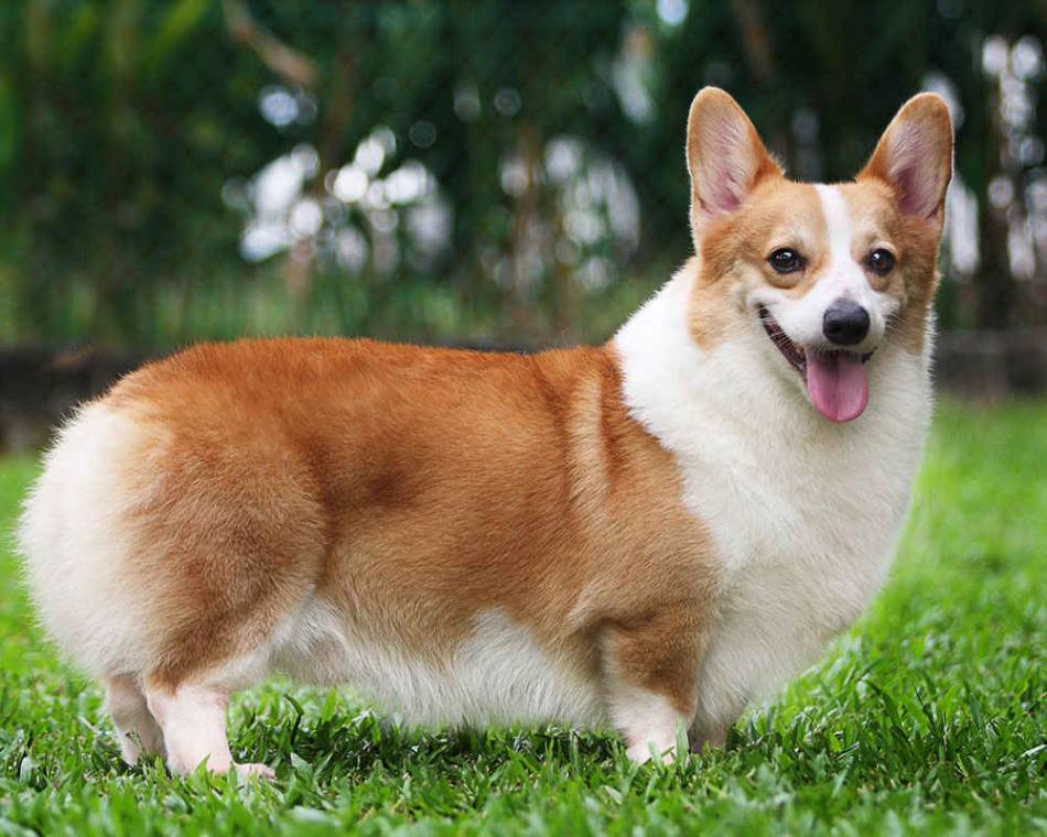 9 популярных пород собак с короткими лапами: описание и характер