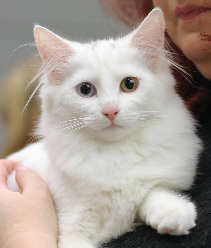 Почему белые кошки глухие: как проверить, что делать