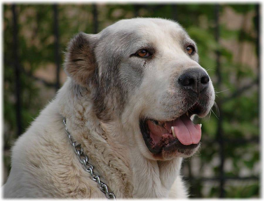 Всё о породе собак алабай - описание, характеристика, отзывы, фото среднеазиатских овчарок и видео