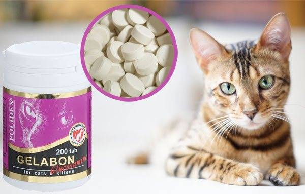 12 лучших витаминов для кошек и котов