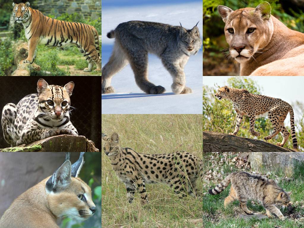 Отряд хищные млекопитающие: классификация, распространение, характеристика и значение