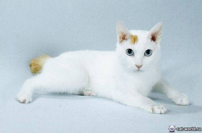 Порода кошек бобтейл – особенности содержания и фото домашнего любимца