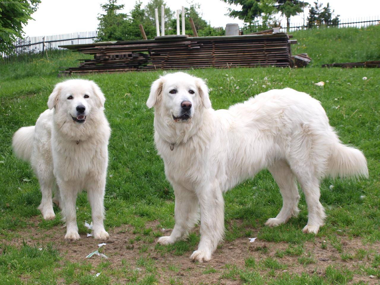 Словацкий чувач (кувач): фото породы собак, описание характера