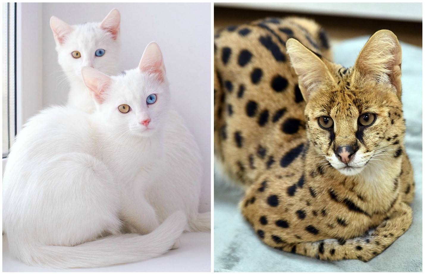 Топ 10 самые красивые породы кошек в мире