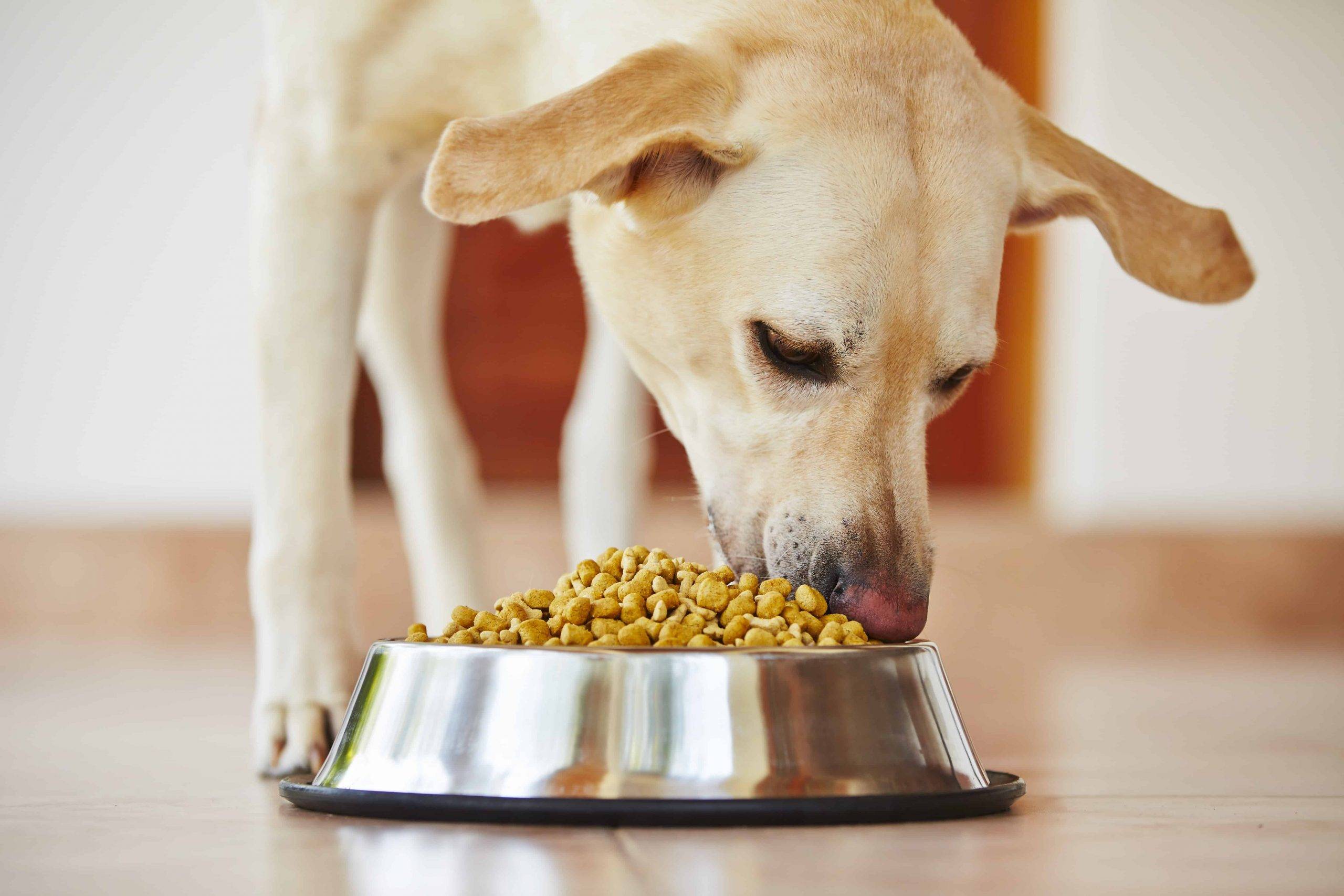 Питание собак и кошек: можно ли кормить человеческой едой домашних животных