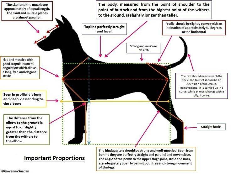 Где находится холка у собаки и как измерить питомца по холке – фото