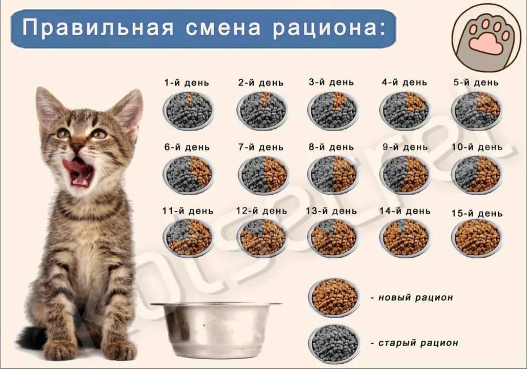 Чем кормить котёнка в 4 месяца: список разрешенных и запрещенных продуктов, норма и режим кормления, витамины и добавки