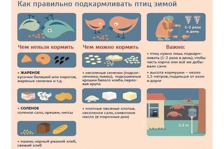 Чем кормить ласку в домашних условиях | русский спаниель