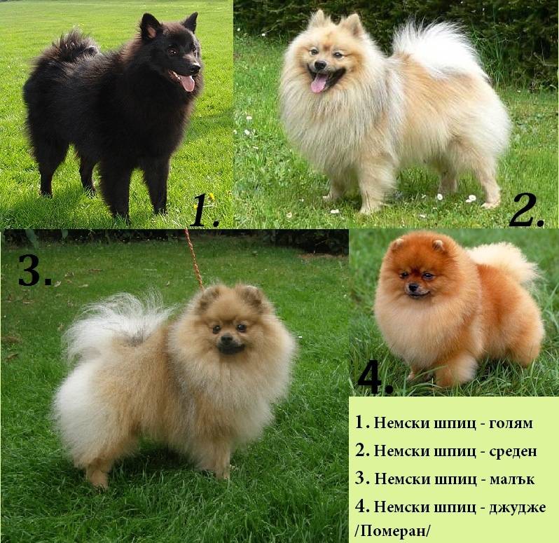 Померанский шпиц: фото собак, принятый стандарт, разновидности окрасов и какие существуют породные типы + как выбрать щенка