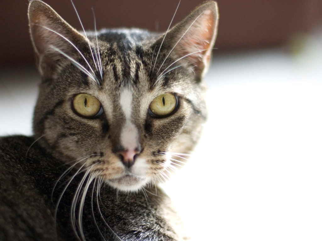 Почему у кота ломаются усы: что может быть причиной и как с этим бороться