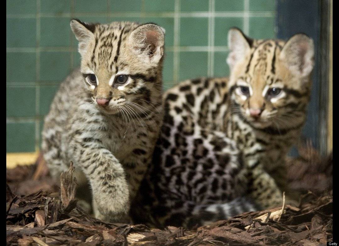 Дикая кошка-леопард оцелот – среда обитания, виды, размножение, питание, возможность одомашнивания