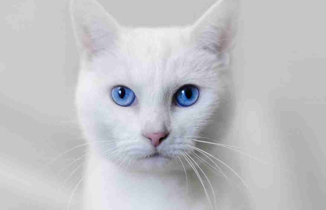 Глухота у белых кошек