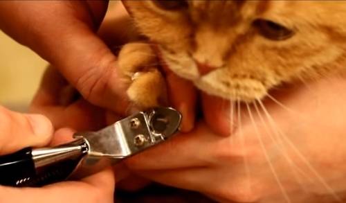 Как подстричь когти коту в домашних условиях и нужно ли это делать