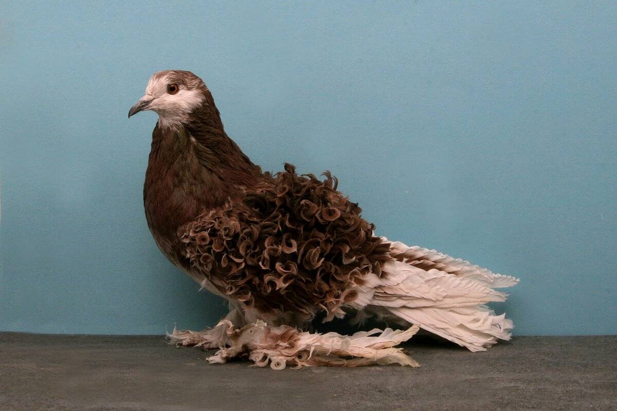 Топ-10 самых необычных голубей, фото
