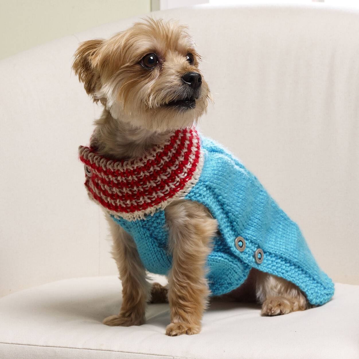 Как связать собаке свитер спицами (для начинающих): особенности вязания свитерка для собачки на спицах