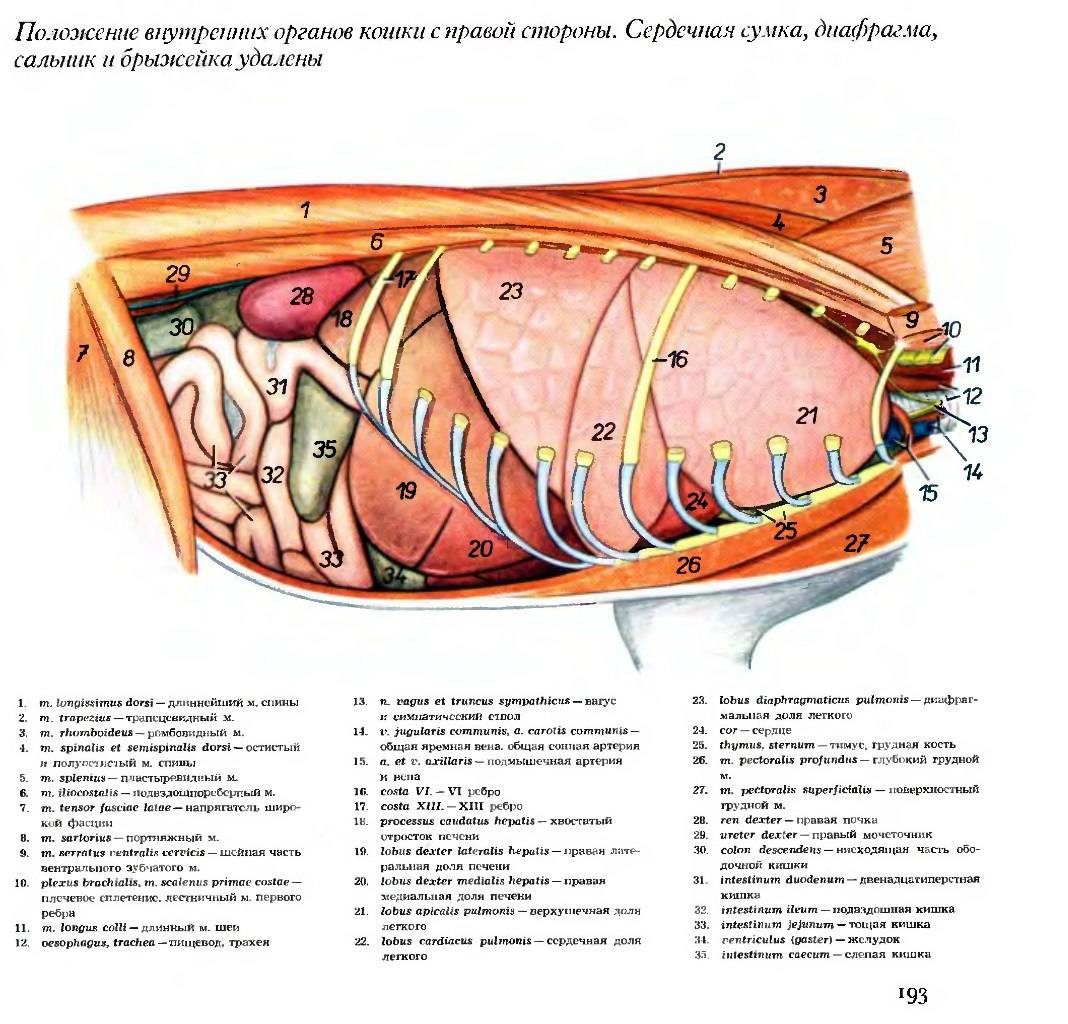 Внутрение органы: строение, анатомия, расположение, схемы кровеносной, дыхательное, выделительной и пищеварительной