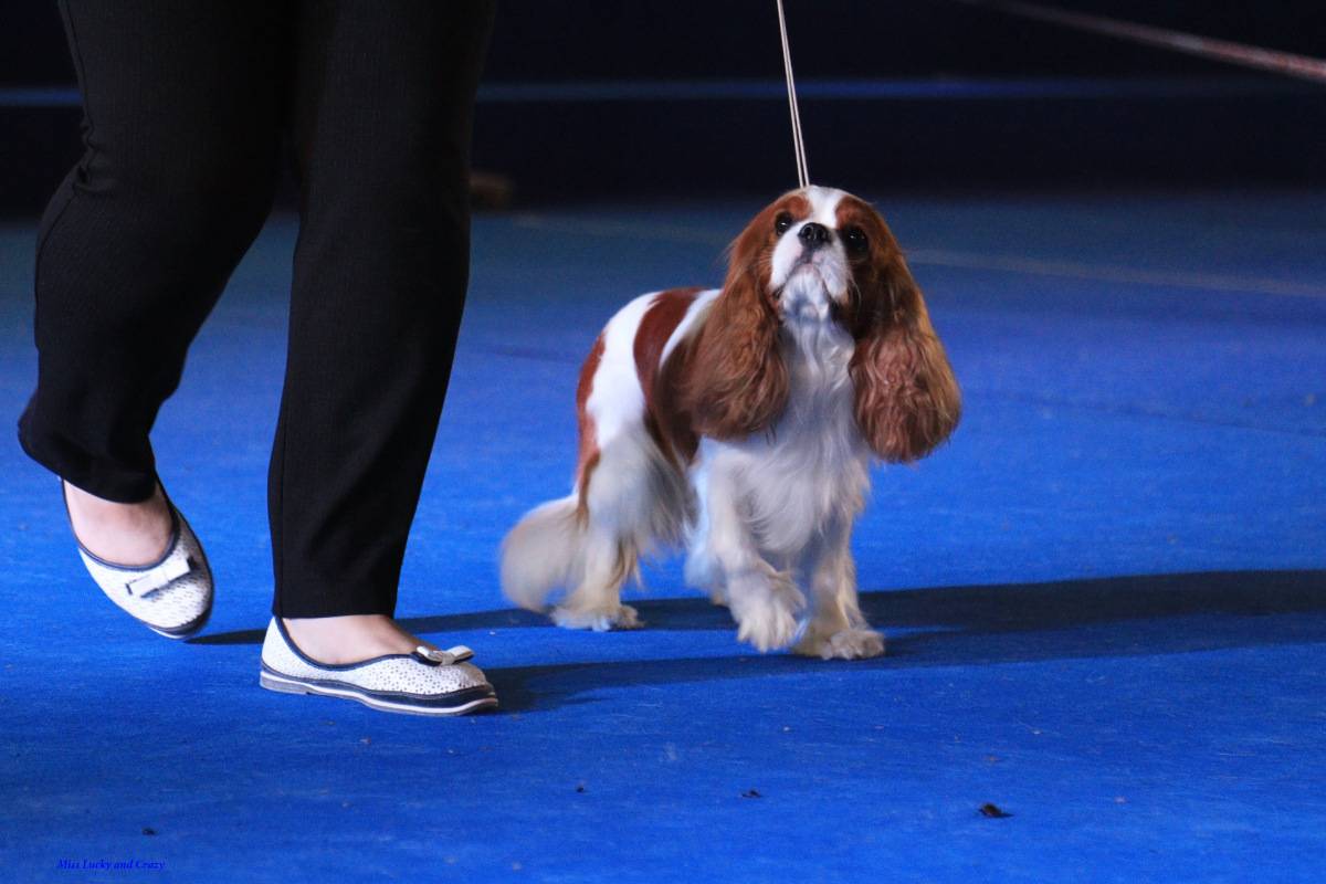 Отчет о ежегодной выставке собак Росток в 2015
