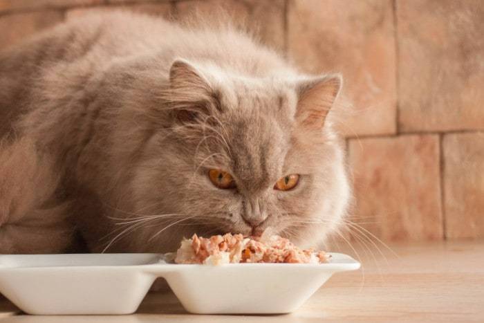 правильное питание домашних кошек