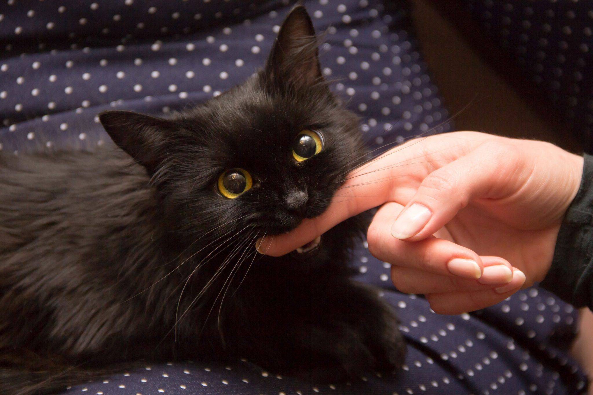 Как отучить котенка кусаться и царапаться – советы и причины