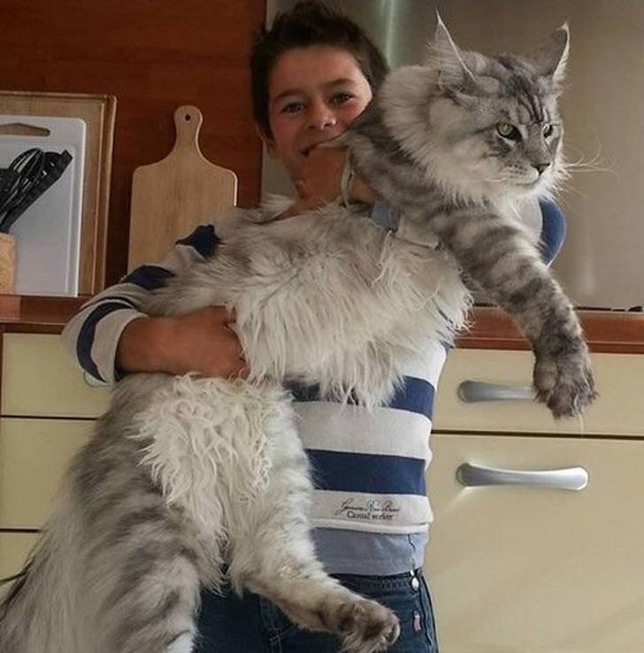 Самые большие породы кошек