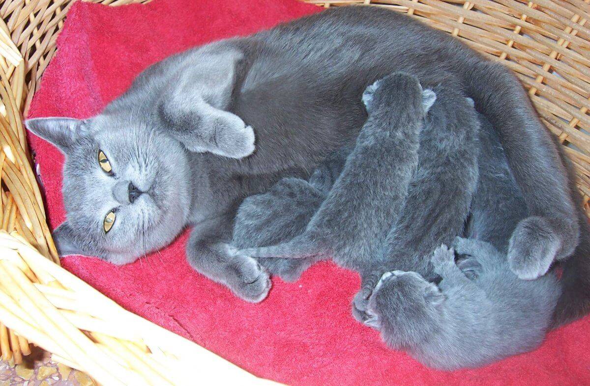 Сколько ходят беременные кошки британские – срок вынашивания котят    