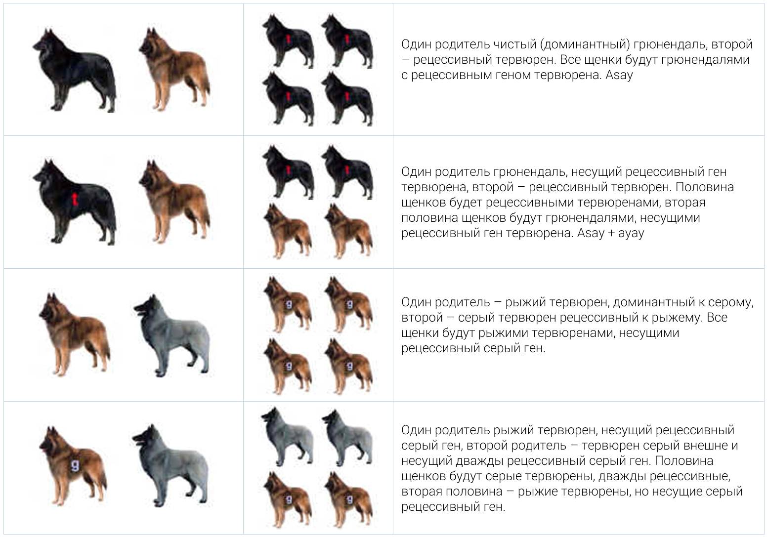 Красивые породы собак. описание, названия, виды и фото красивых собак