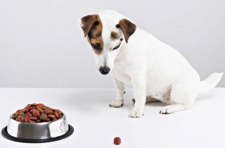 Как кормить собаку сухим кормом: рекомендации
